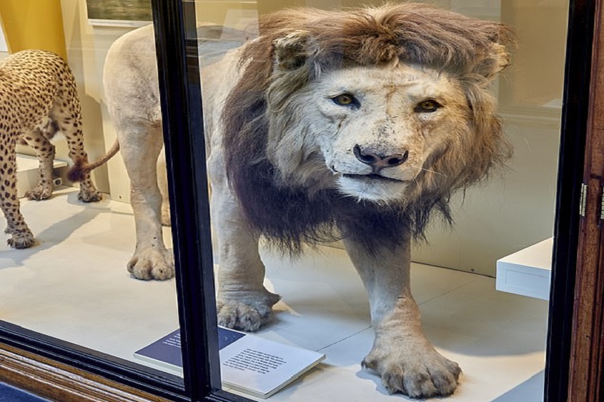Lion