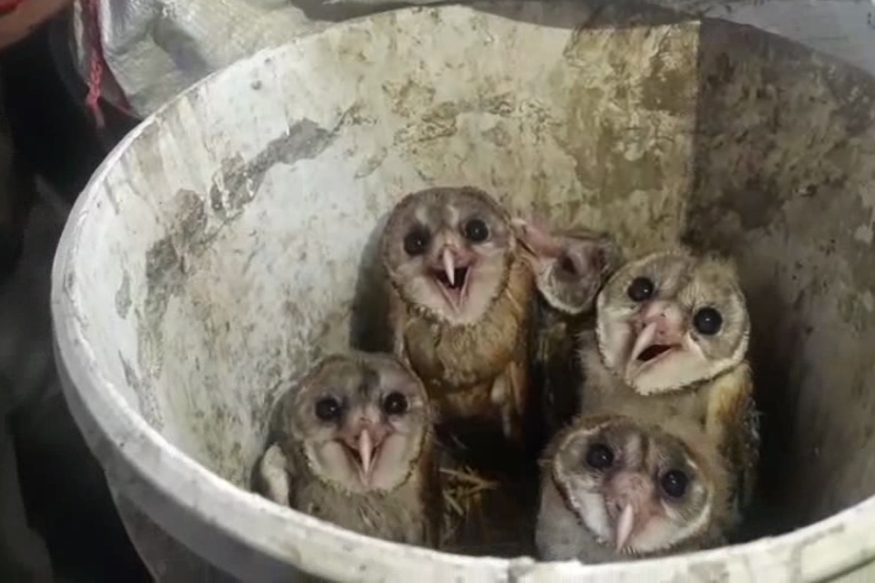 owl sacrifice on diwali
