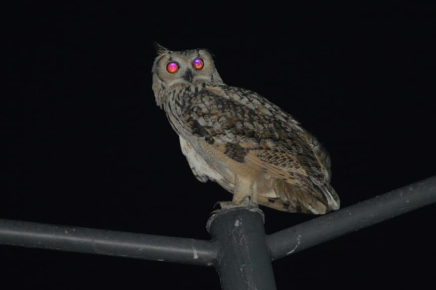 owl sacrifice on diwali