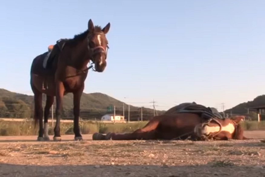 Video: बड़ा कामचोर है यह घोड़ा, सवारी करने जाओ तो हो जाता है ढेर- Video वायरल