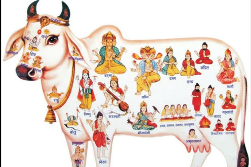 Gopashtami 2019: गोपाष्टमी आज, इस विधि से करें गौ माता की पूजा पूरी होगी कामना