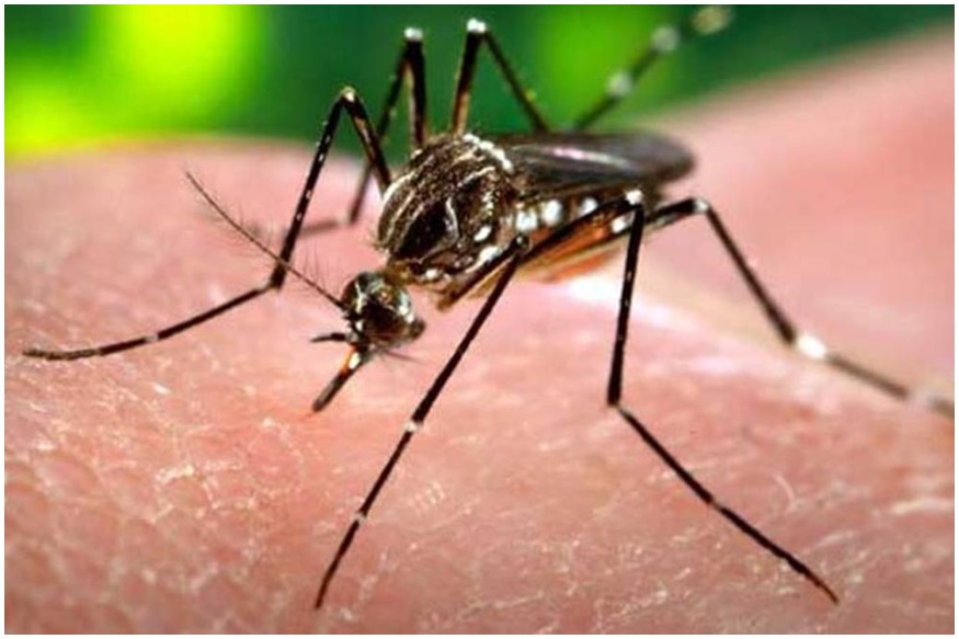 अलीगढ़ में 12 लोगों की डेंगू से मौत, बीमार मरीजों का आंकड़ा हजार पार