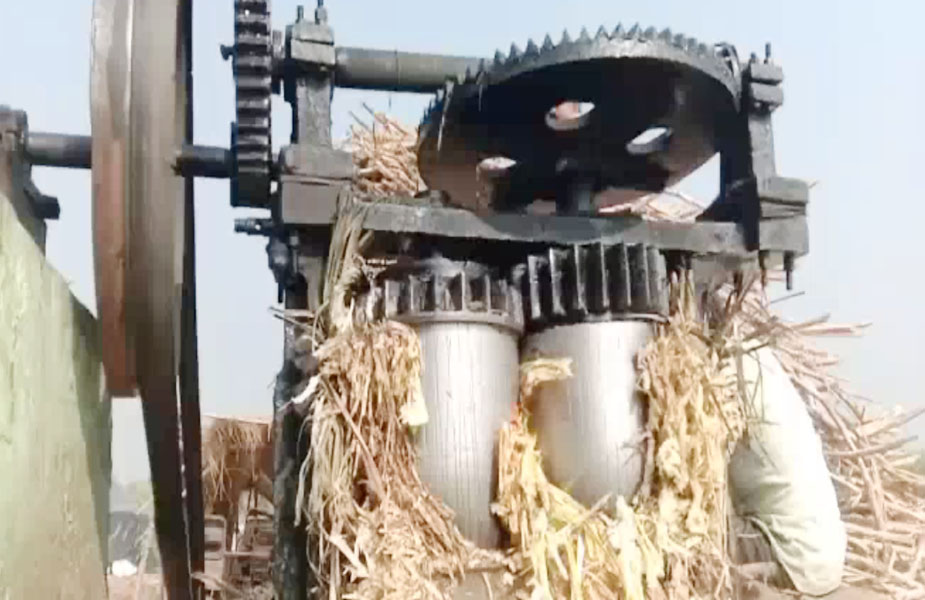 Sugarcane