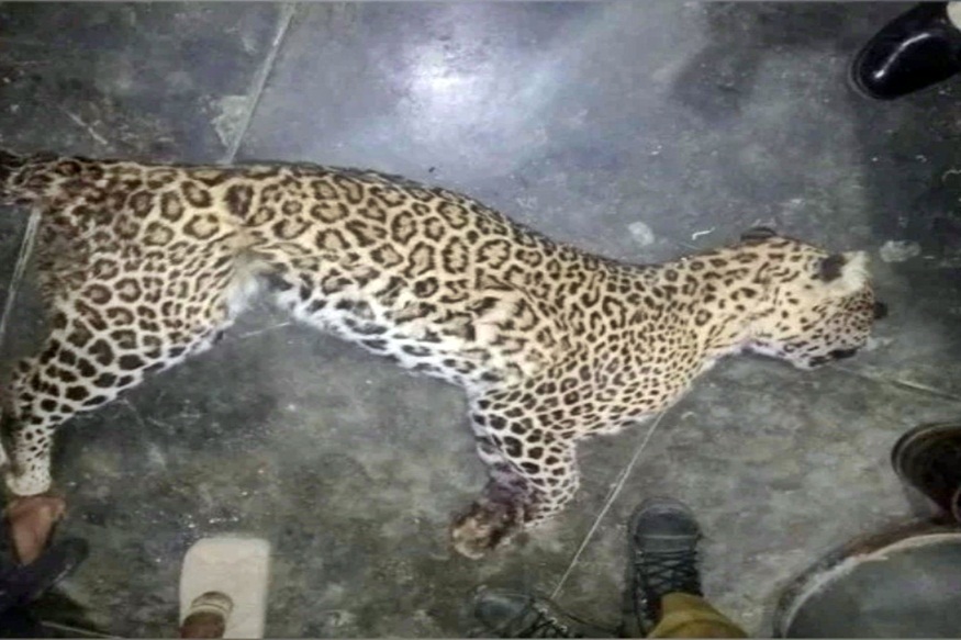 Leopard attack on Couple in Hamirpur hpvk | hamirpur - News in ...