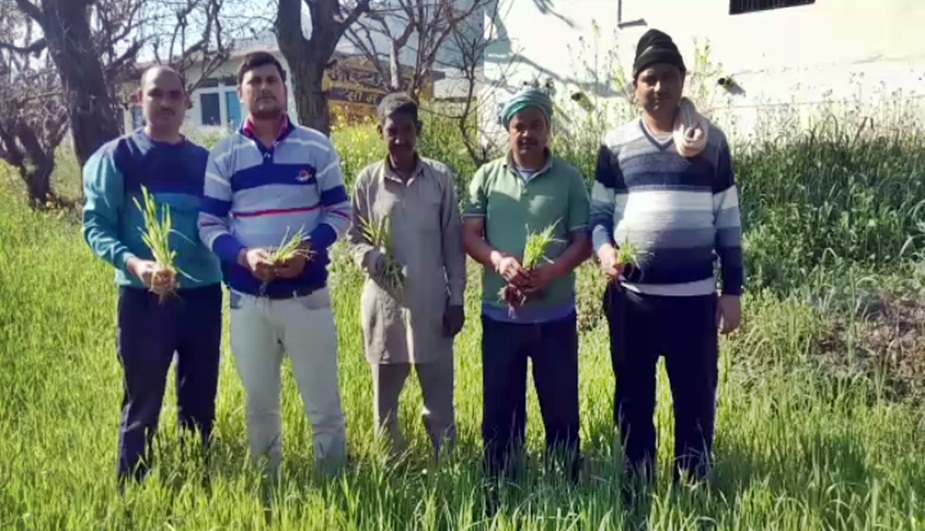 ऊना, हमीरपुर, बिलासपुर में गेहूं (की फसल पर पीले रतुआ का कहर.
