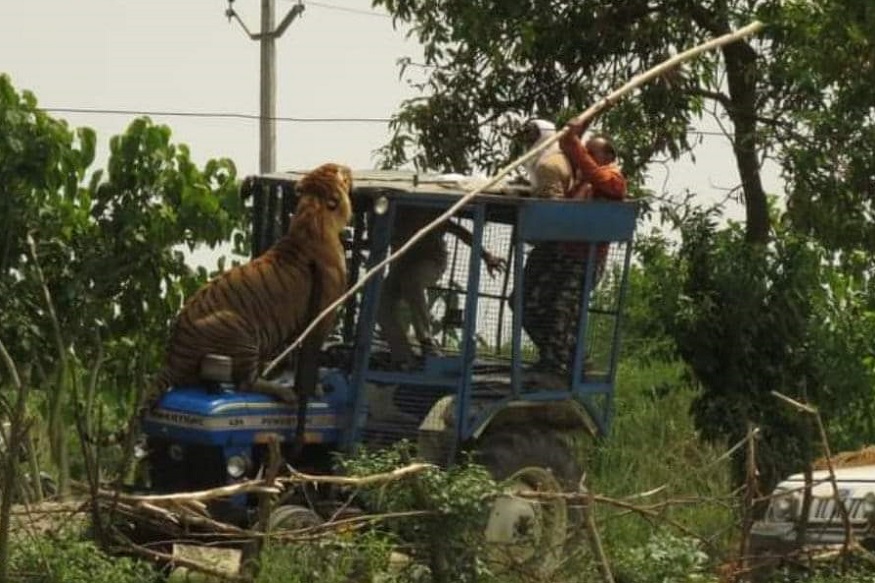 tiger in pilibhit