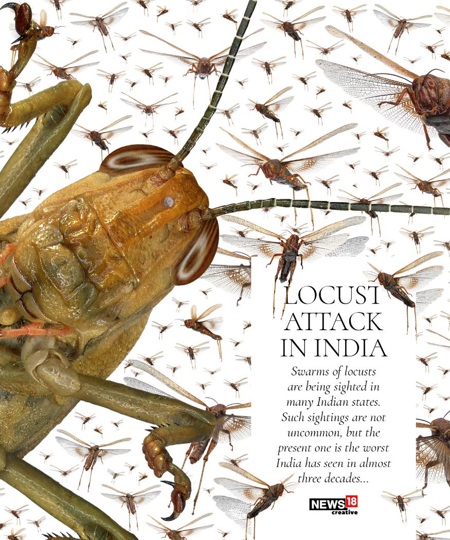 what are locust swarms, where did locust come from, how to destroy locust, how to kill locust swarms, does locust bite, what is tiddi dal, what is tiddi insect called in english, locust attack maharashtra, locust swarm delhi, locust attack in rajasthan, locust jaipur attack, jaipur locust swarm, locusts in india, tiddi insect, tiddi dal, tidi insect in rajasthan, tiddi dal attack in india, tiddi attack in india, tiddi dal kya hota hai, locust meaning in hindi