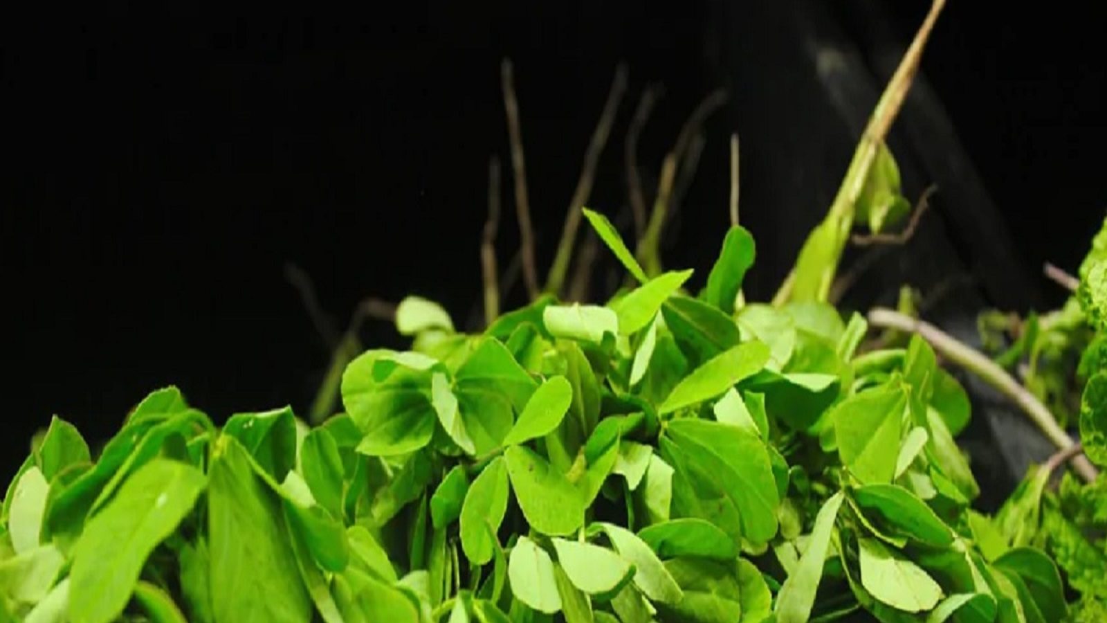 fenugreek leaves help in curing many diseases know benefits कई