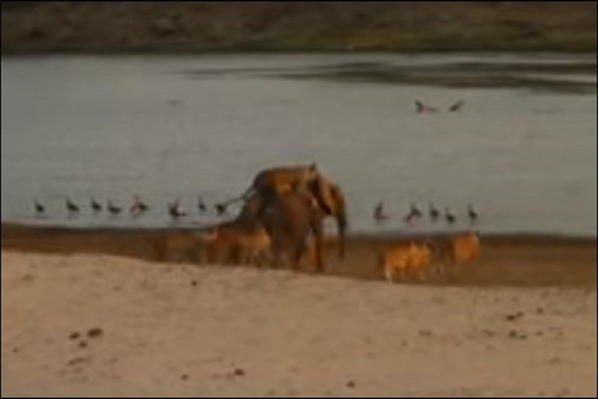 हाथी का शिकार करना चाहते थे शेर, Video देखें गजराज ने कैसे सिखाया सबक