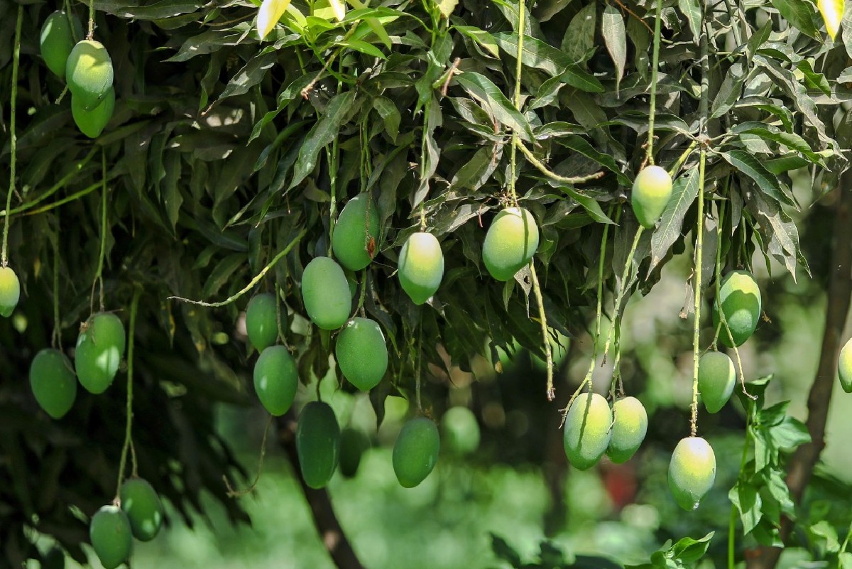 बांसवाड़ा में Tauktae से आम की फसल को भारी नुकसान, किसानों की स्थिति बिगड़ी बांसवाड़ा में Tauktae से आम की फसल को भारी नुकसान, किसानों की स्थिति बिगड़ी