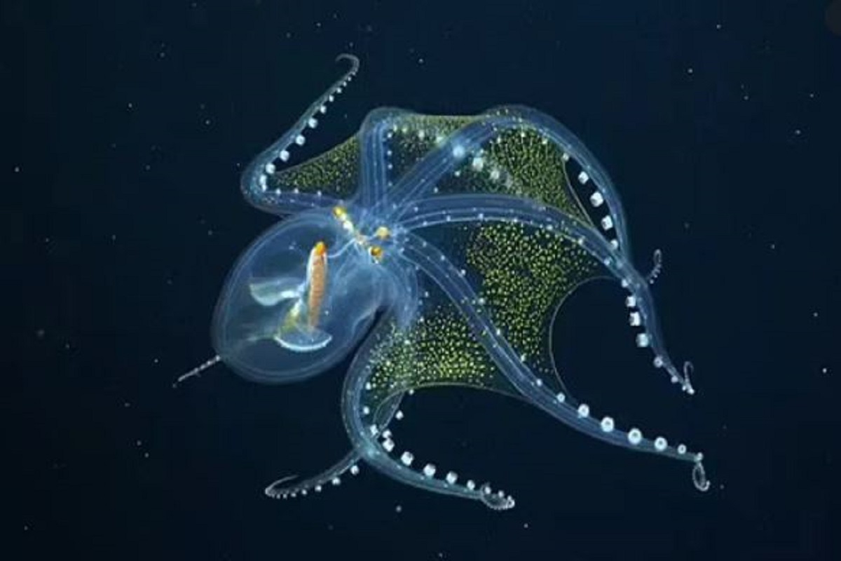 गहरे समुद्र में रहते वे जीव, जिनके शरीर के आर-पार देखा जा सकता है - know  sea animals with transparent skin amid glass octopus found in pacific mrj –  News18 हिंदी