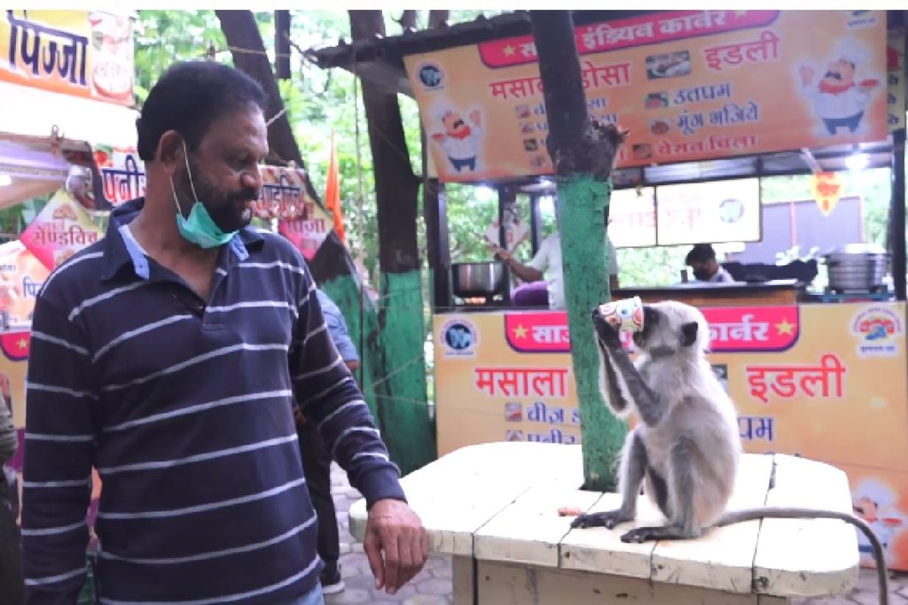 Indore News : कौन कहता है बंदर क्या जानें अदरक का स्वाद, जरा देखिये ये Video- This monkey is crazy about the taste of ginger in Indore Zoo – News18 हिंदी