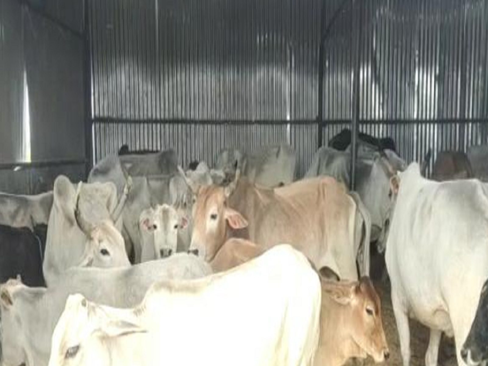 हरदोई: गौशाला में जलभराव से 8 गौवंशों की मौत, 6 बीमार, कई अफसरों पर गिरी गाज
