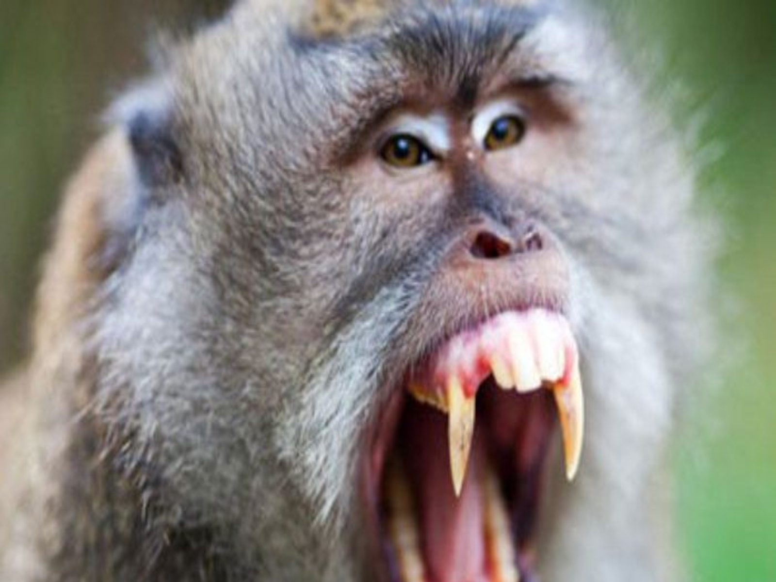 शख्स ने बंदर को पकड़वा कर जंगल भिजवाया, बदला लेने 22 km दूर से लौट आया वानर - interesting news monkey returned from 22 km just to take revenge from man sankri – News18 हिंदी