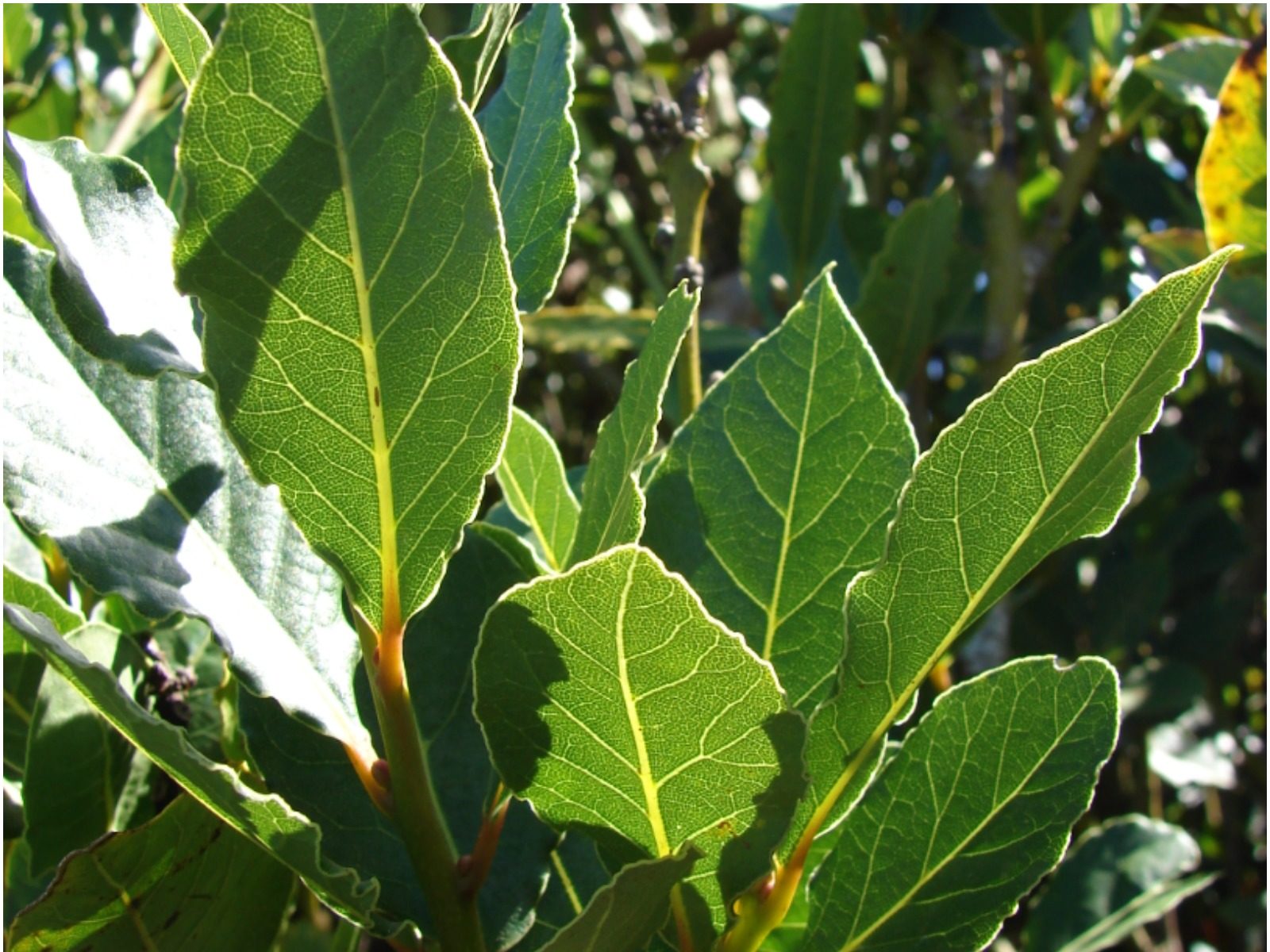 Earning opportunity 50 plants of bay leaf annual income of Rs 1 50 lakh government will help check details achs - Business Idea: इस पत्‍ते के सिर्फ 50 पौधों से होती है