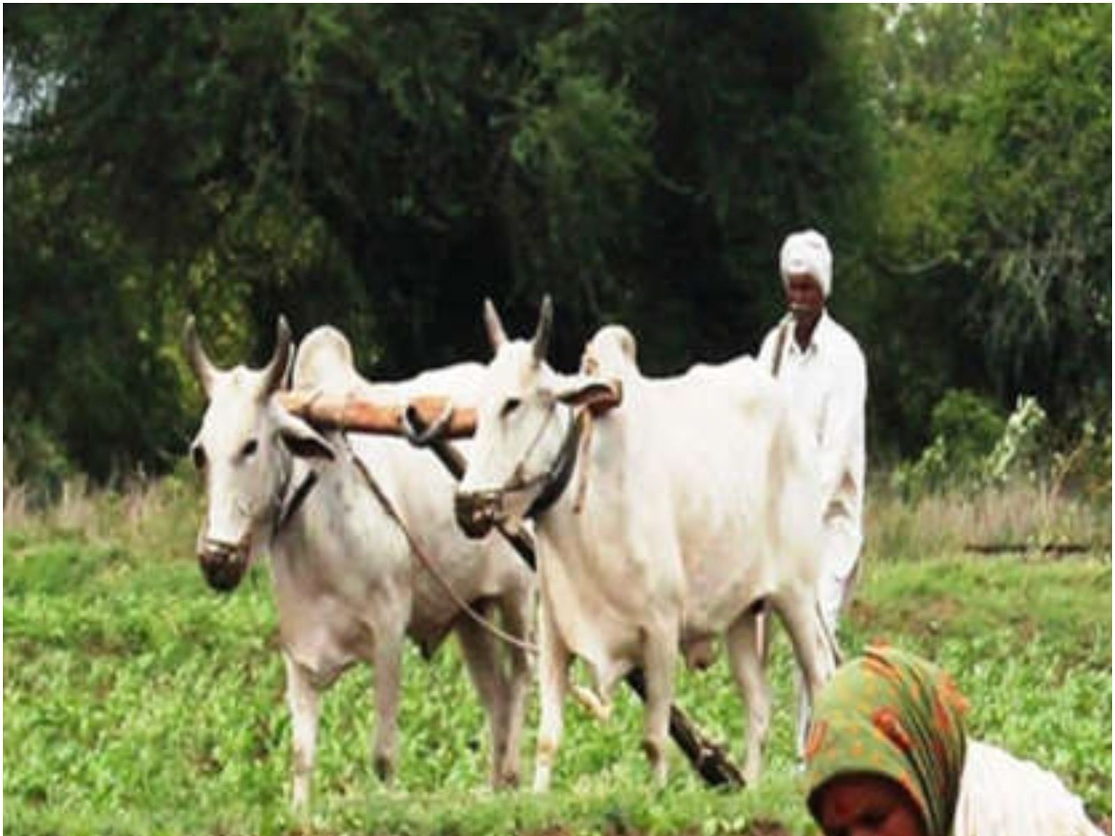 PM KISAN योजना के नियमों में बड़ा बदलाव, अब राशन कार्ड हुआ अनिवार्य PM KISAN योजना के नियमों में बड़ा बदलाव, अब राशन कार्ड हुआ अनिवार्य