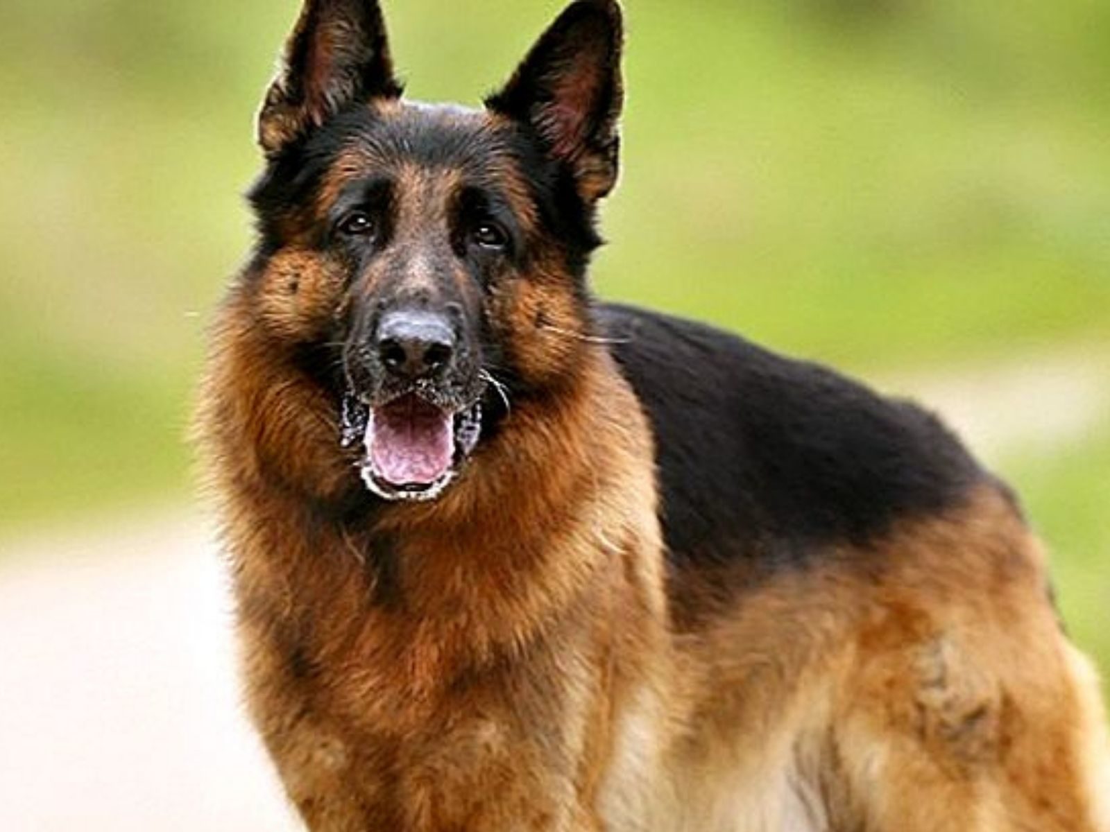 German Shepherd Dog robbed by criminals in bulandshahr upns - बुलंदशहर: घर  में घुसकर जर्मन शेफर्ड नस्ल के कुत्ते की लूट, पिस्टल लहराते फरार हुए बदमाश  – News18 हिंदी