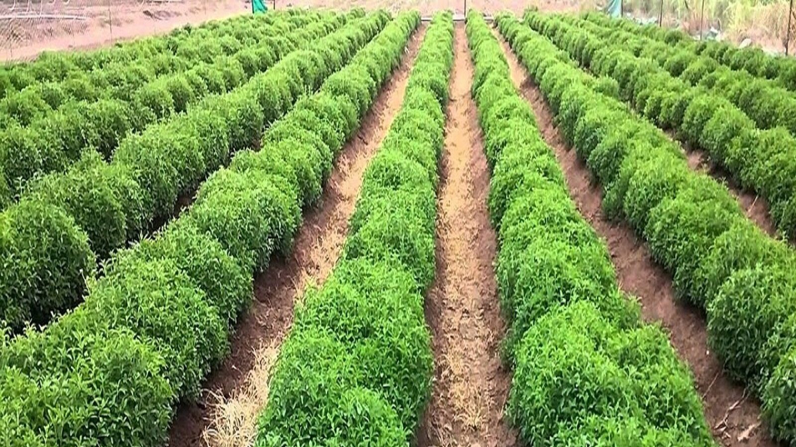 stevia farming