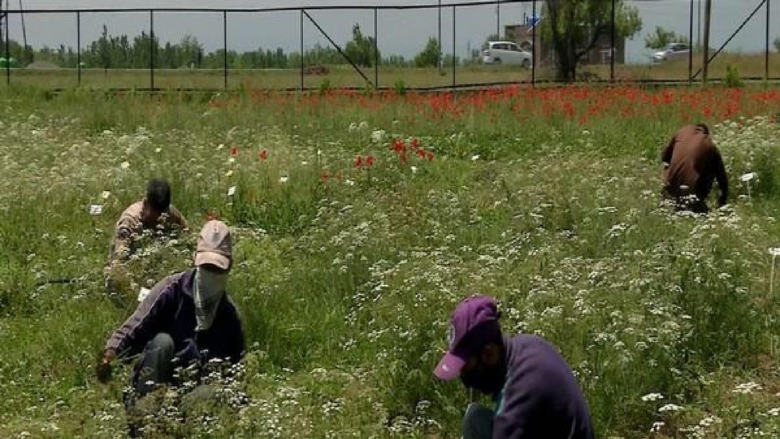 Cumin Farming