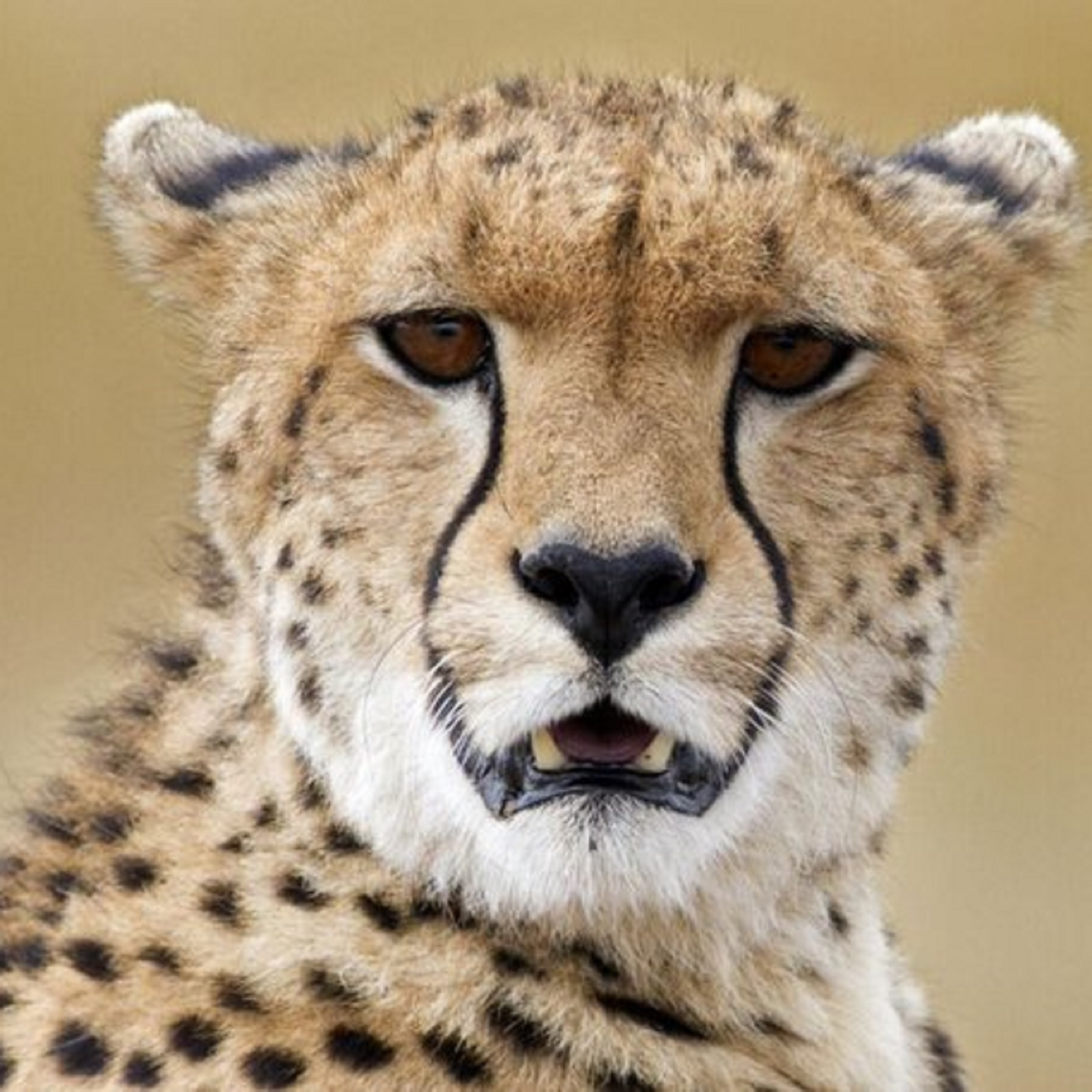 Cheetah move will be seen again in the jungles of india namibia ready to send 35 40 cheetahs - Cheetah in India: भारत के जंगलों में फिर दिखेगी चीते की चाल, नामीबिया