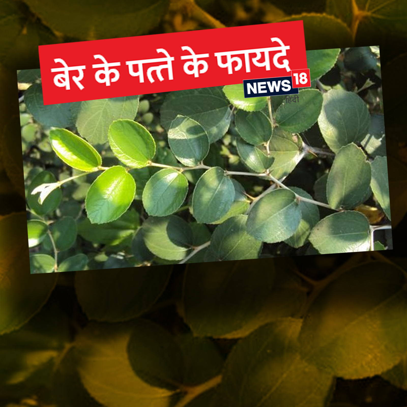Health news health benefits of jujube leaves ber ke patte ke fayde in hindi  pra - बेर ही नहीं, इसके पत्ते भी सेहत के लिए होते हैं फायदेमंद, जानिए कैसे  करें उपयोग –