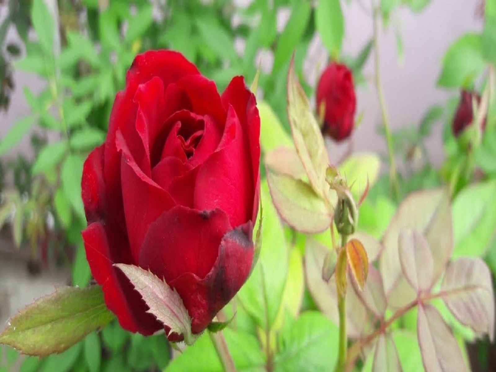 गुलाब के फूल के उपाय से बदलें अपना जीवन - change your life with remedy of 1  rose gulab ke phool ke upay in hindi kee – News18 हिंदी