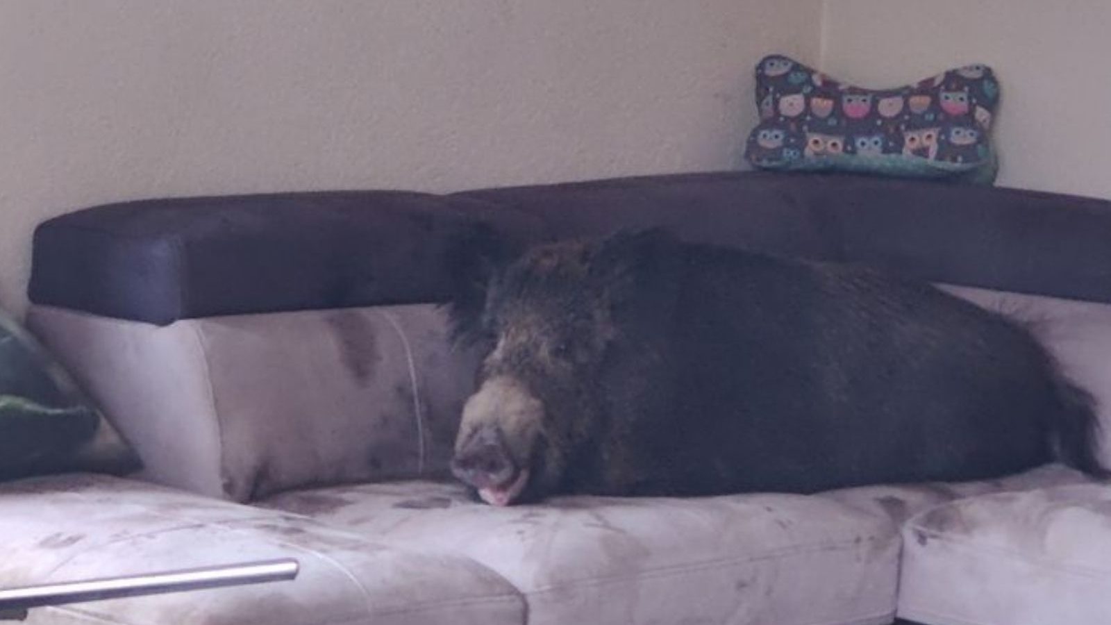 woman spot wild pig in home