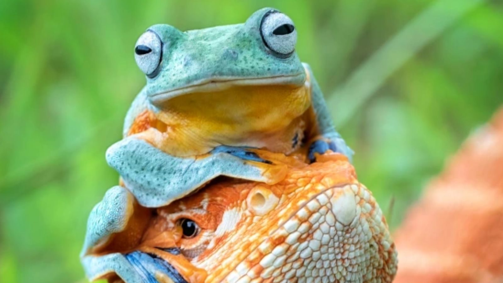 Celebrate Love with Frogs on Valentine's Day