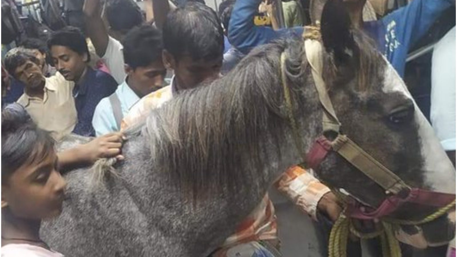 बंगाल: लोकल ट्रेन में घोड़े के साथ किया सफर, फोटो वायरल, जांच के दिए गए आदेश