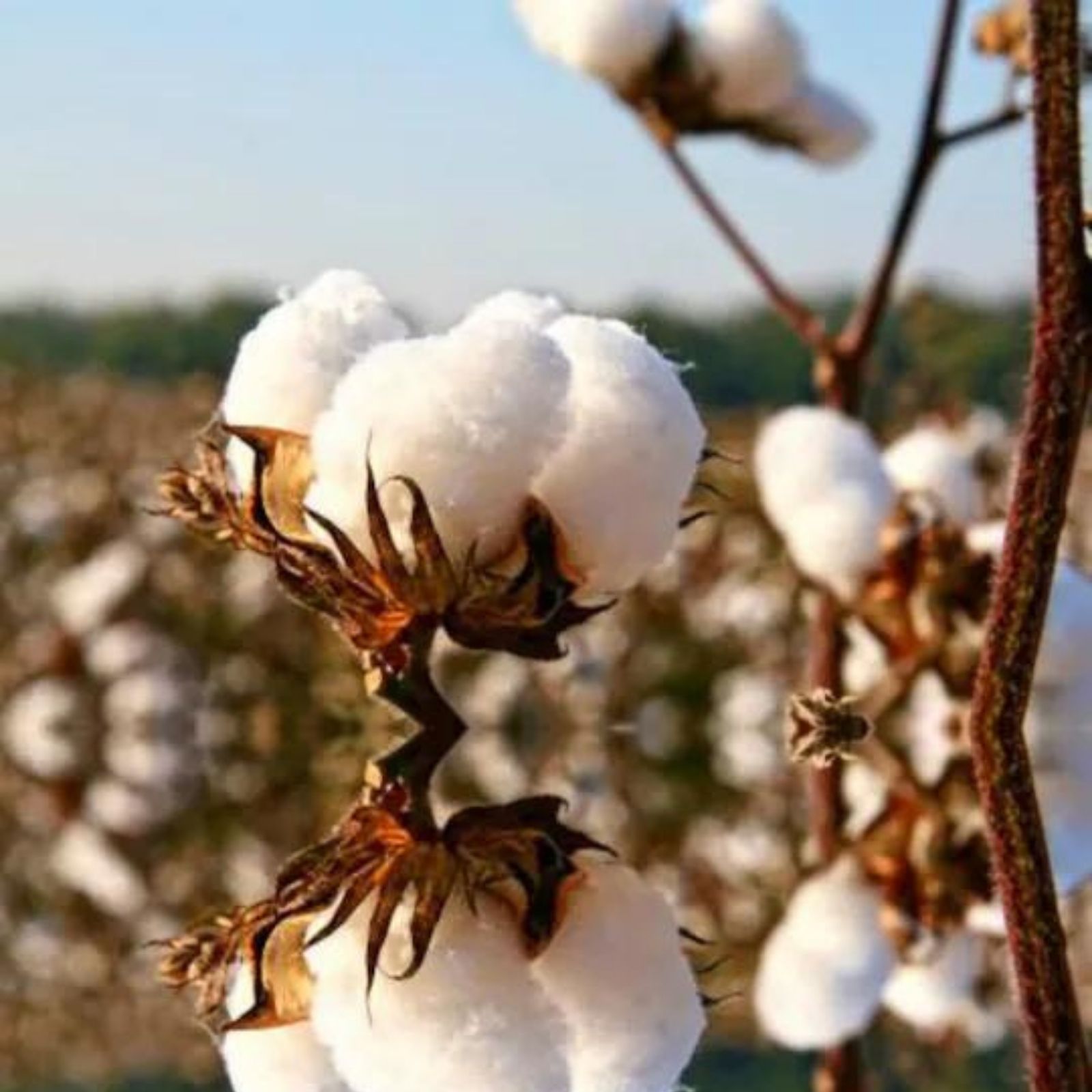 Premium Photo | Cotton plant HD 8K wallpaper Stock Photographic Image