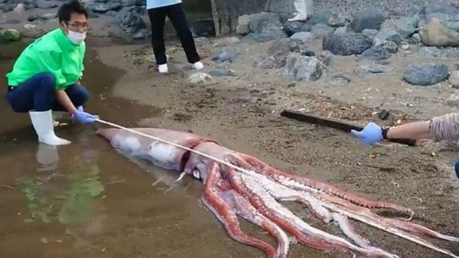 squid found on japan beach
