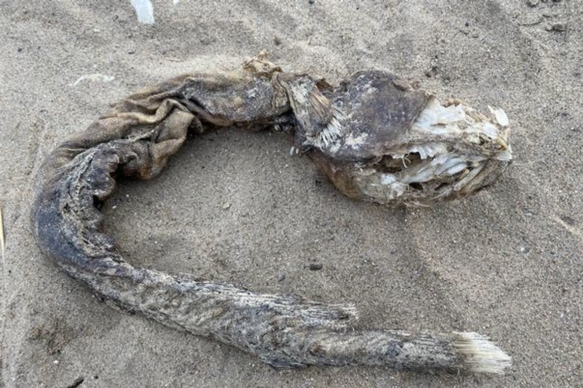 weird creature skeleton found near lake chicago 1