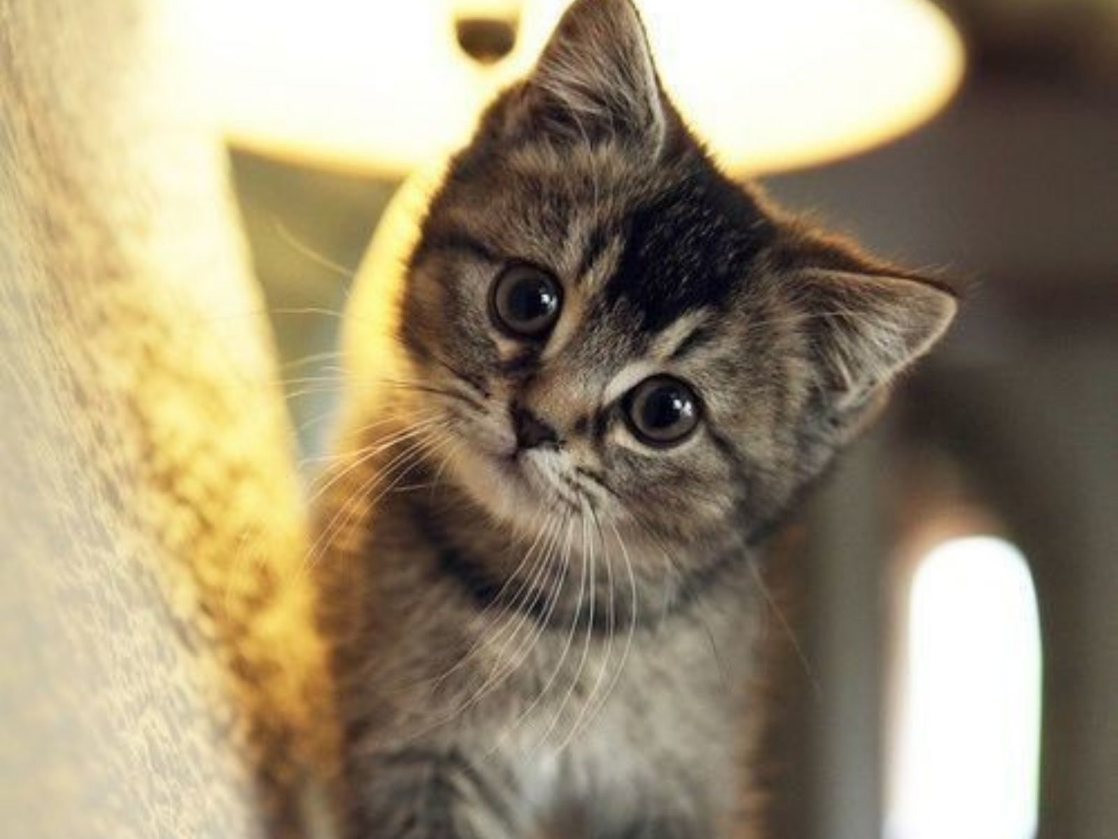 Cute Kitten HD Wallpaper APK for Android Download