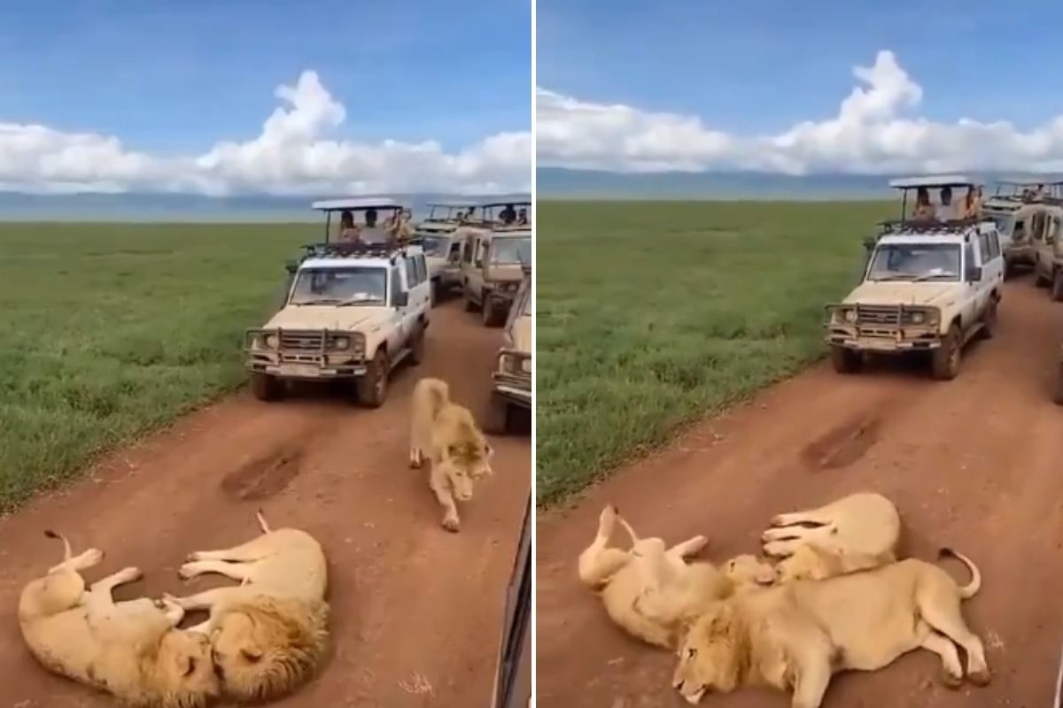 Video 3 Dreaded Lions Lying In The Middle Of The Road Passing Through The Forest Got Traffic Jam On The Way Comp Studio