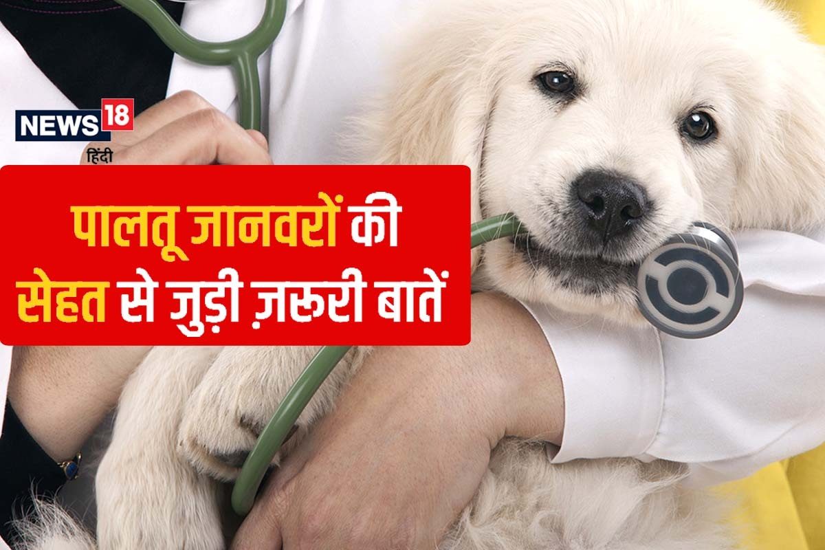 पालतू जानवरों की सेहत का ध्यान रखने के लिए जान लें ये ज़रूरी बातें