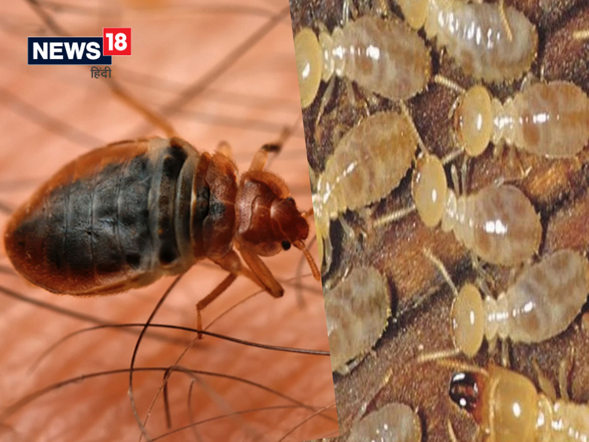 ways-to-get-rid-of-bedbugs-hindustan-news-hub