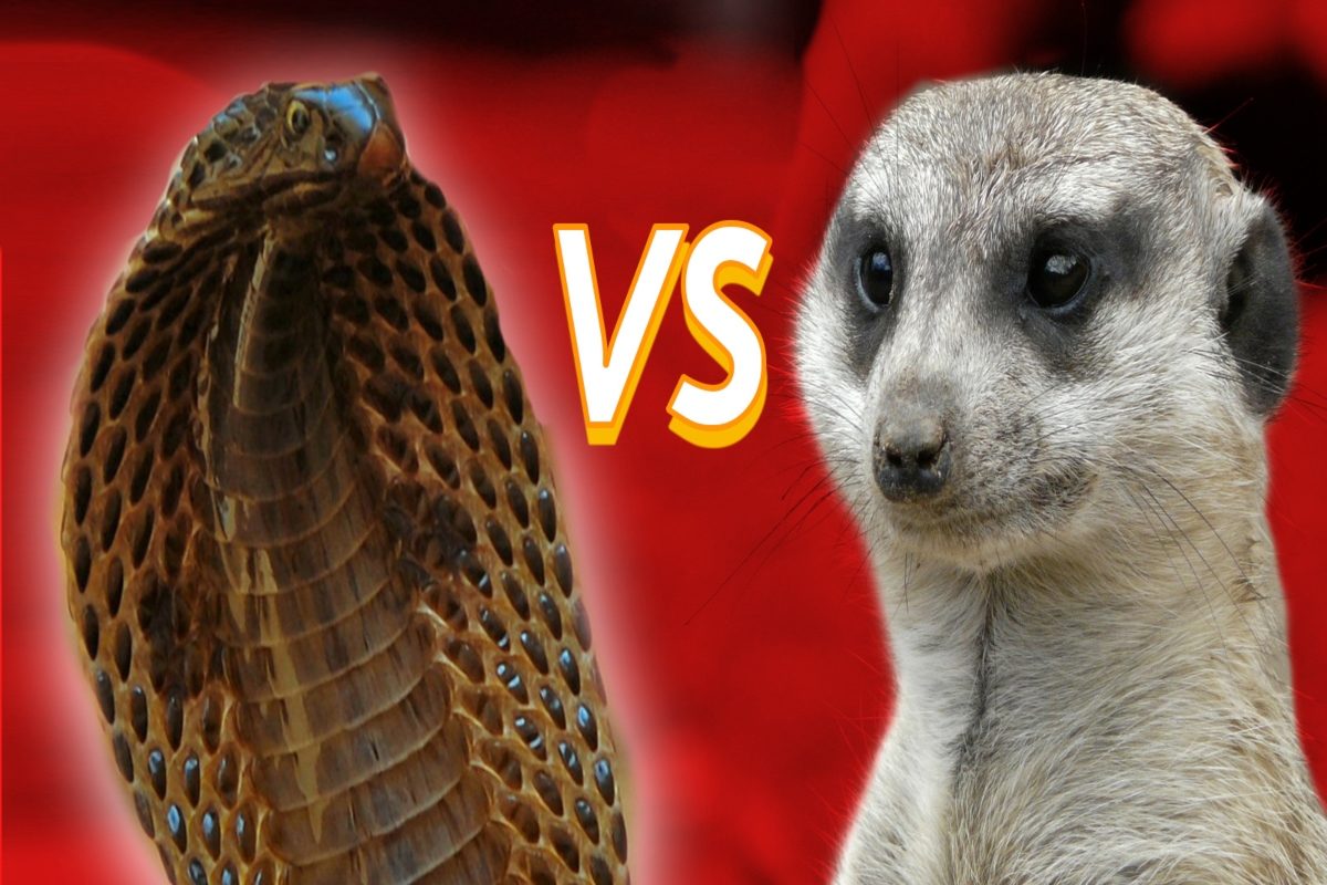 आखिर सांप-नेवले में क्यों रहती है जानी दुश्मनी? क्या वाकई जहर से नहीं मरता  नेवला - do you know real reason of snakes and mongoose fight sankri –  News18 हिंदी